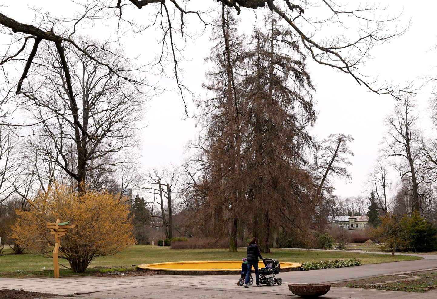 Latvijas Universitātes Botāniskais dārzs.