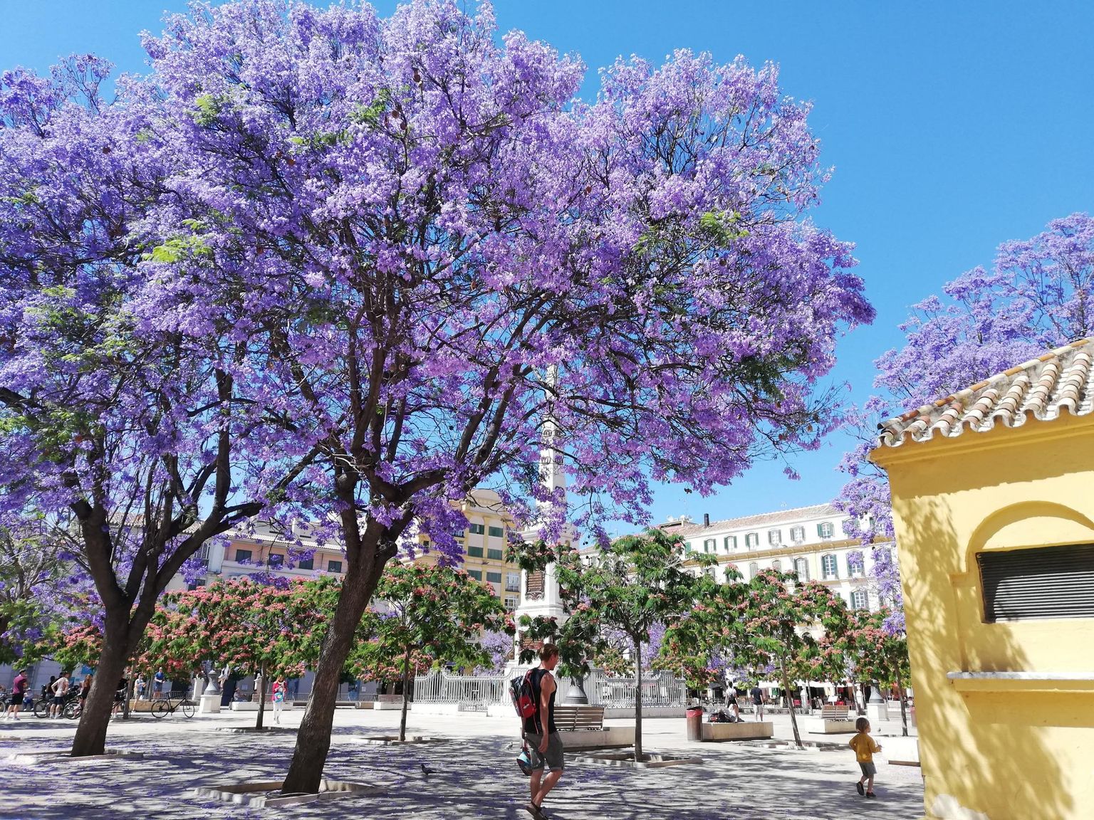 Jakaranda sümboliseerib suveperioodi algust. Kevadine Plaza de la Merced, Malaga.
