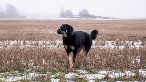 Suure-Lähtru ja Sandra loo valguses: Eestimaa Loomakaitse Liit selgitab, kuidas tuleb tegelikult koeri pidada