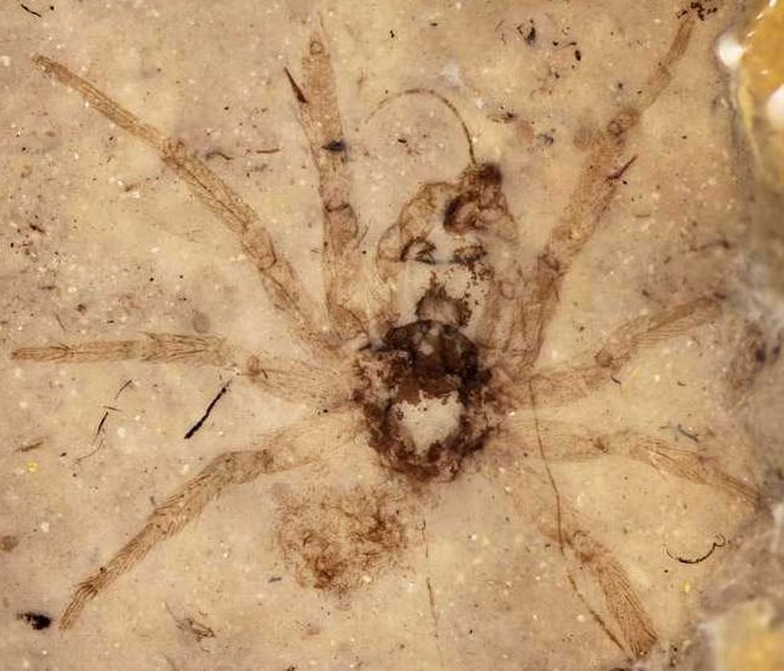 Mongooliast leiti ülihästi säilinud ämblikufossiilid