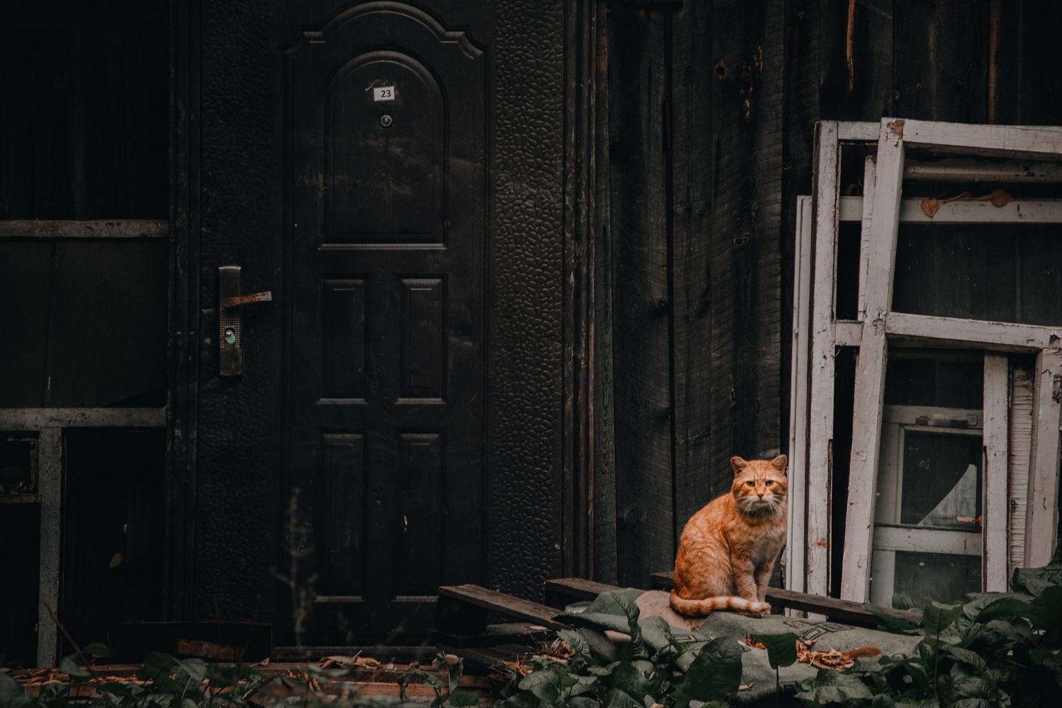 Kass vana maja ees. Pilt ei ole looga seotud.