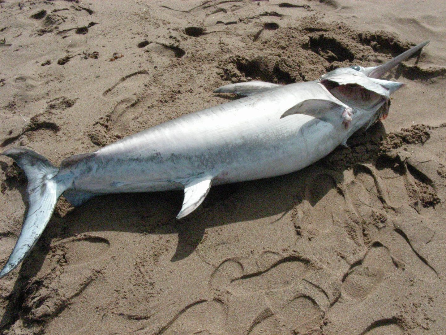 Рыба-меч, найденная на побережье Хийумаа.