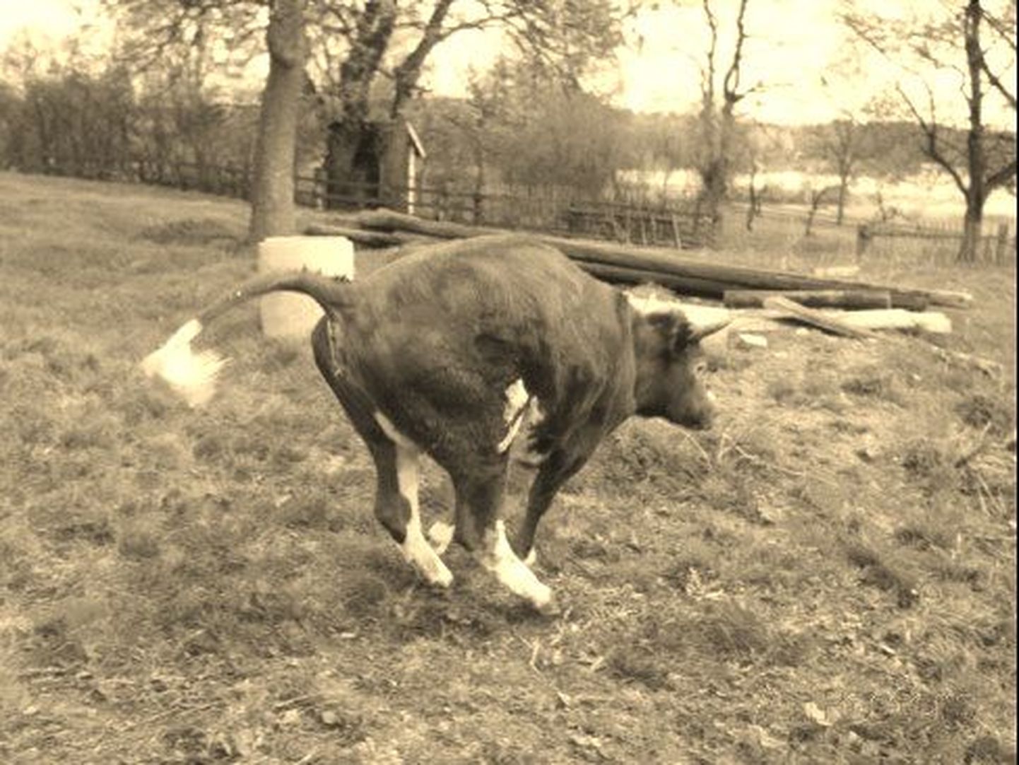 Lehmkoer Leko lidub loobitud kaigast ära tooma.