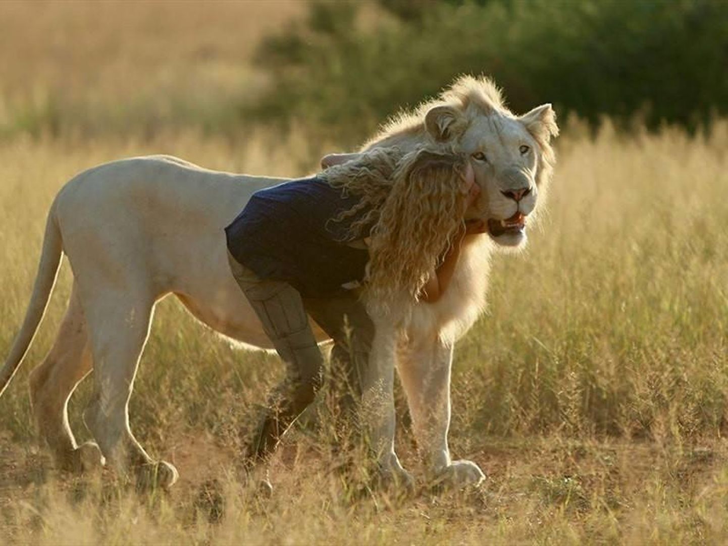 Kaader filmist "Mia ja valge lõvi".