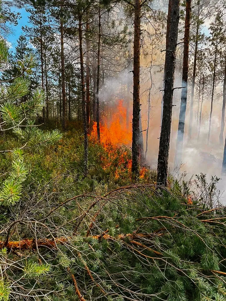 Metsatulekahju Elva vallas.