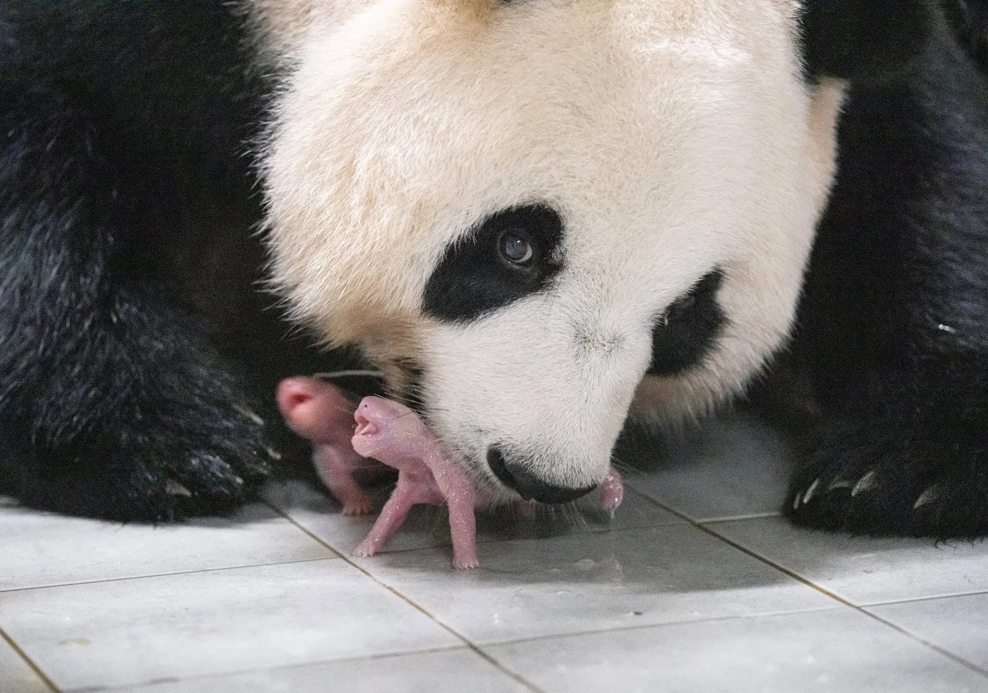 Hiidpanda Ai Bao kaksikutest poegadega.