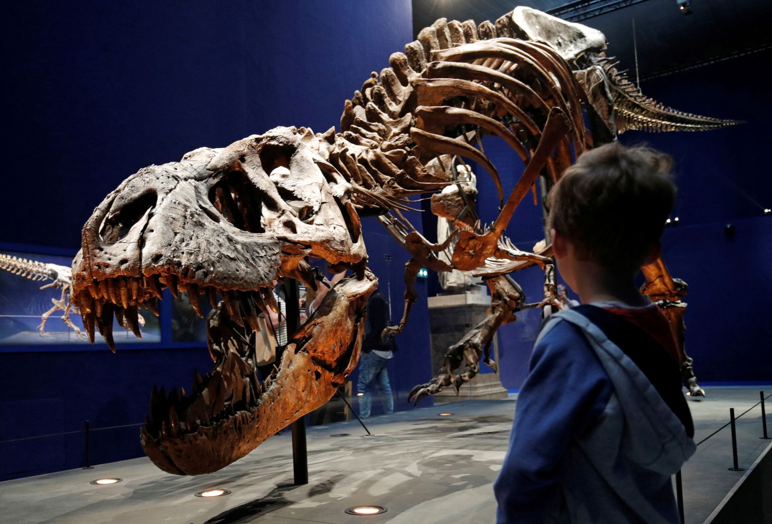 Türannosauruse skelett Prantsusmaa Pariisi loodusmuuseumis. Pilt on illustreeriv
