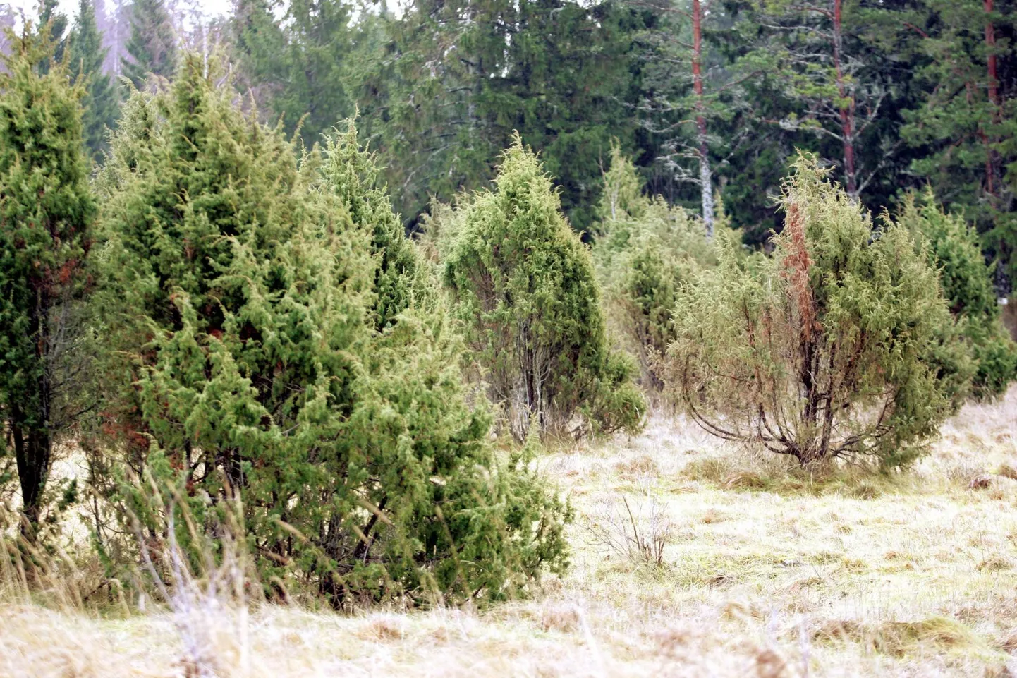 Kadakad.