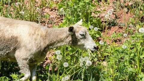 Omaniku hea pakkumine lubab lambad siiski Viljandi lossimägedesse