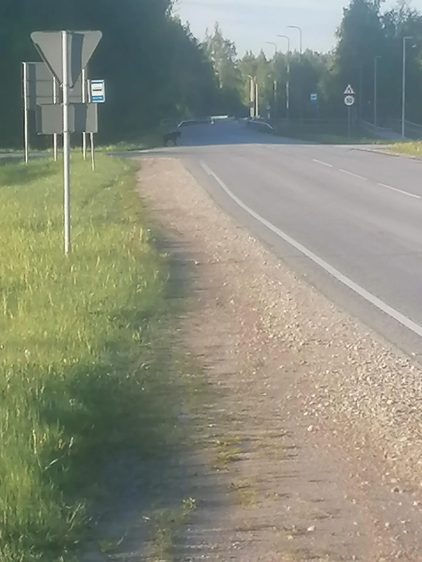 Sindis uitas noor karu sõiduteel.