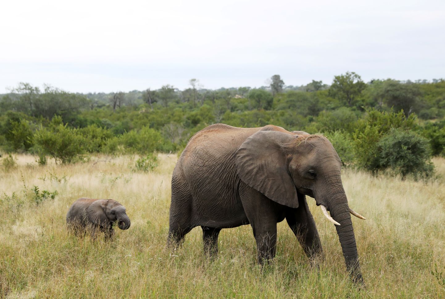 Elevandid Lõuna-Aafrika Vabariigis asuvas Krugeri rahvuspargis. Foto on illustratiivne.
