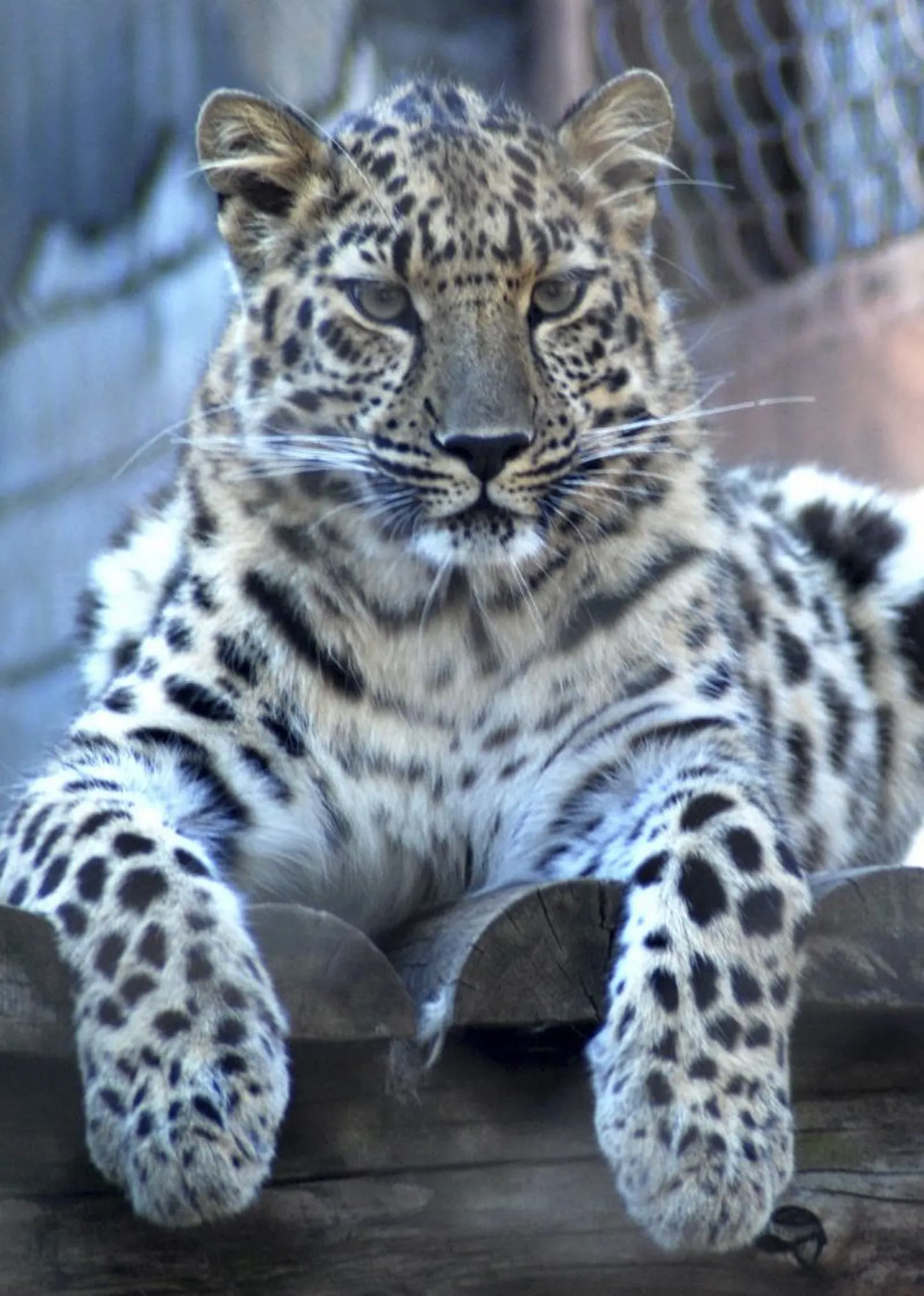 Kuna valgeamuur on Eesti vetes võõrliik, siis otsustati vallas eksootiliste loomaliikide kodustamisega jätkata. Selleks ostis vald Tallinna loomaaialt neli amuuri leopardi.