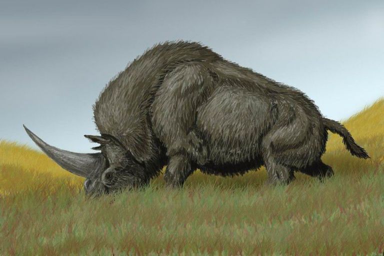 Umbes selline nägi välja Elasmotherium. Foto: