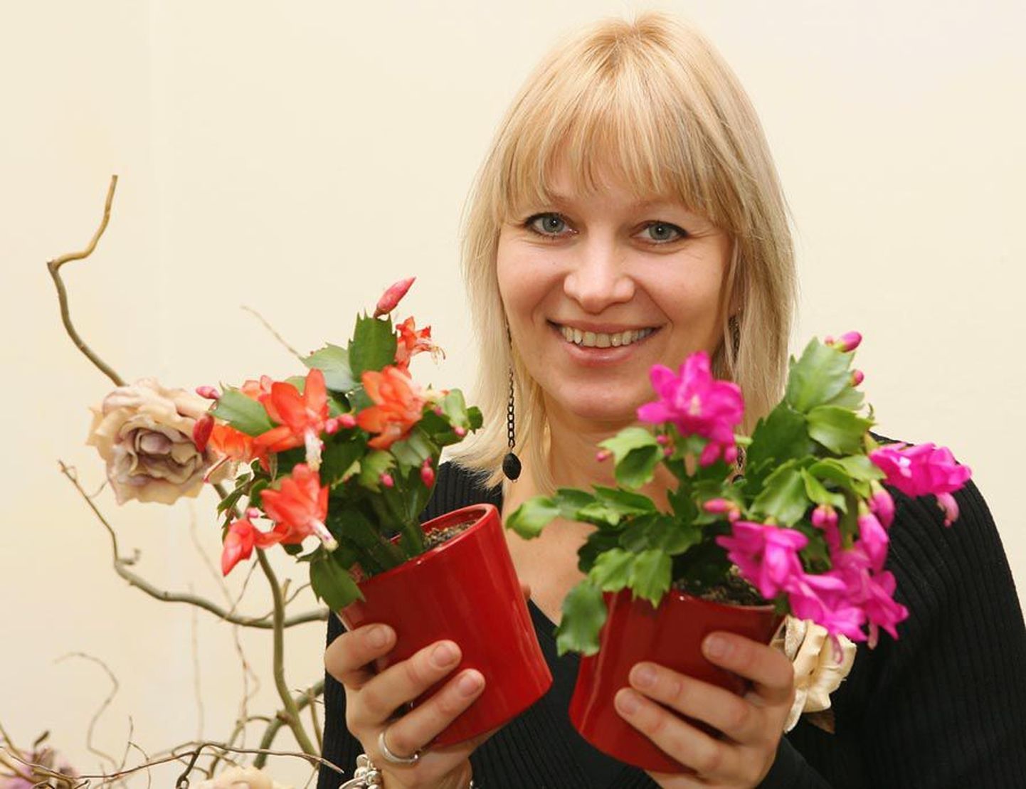 Viljandi Jardini lillepoe müüja Kaili Kasak ja jõulukaktused. Viimastel aastatel on sordiaretuse tulemusena ilmunud lettidele ohtralt hübriide, mille õite kuju ja värv on tavapärasest erinev.