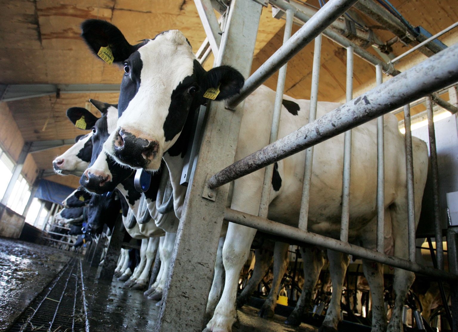 Piimafarmis ei saa lehmi oma tahte järgi lüpsilt maha võtta, laudaust kinni panna ning puhkama minna siis, kui soov tekib. Sellepärast ongi asendustalunikud tänuväärt abilised.