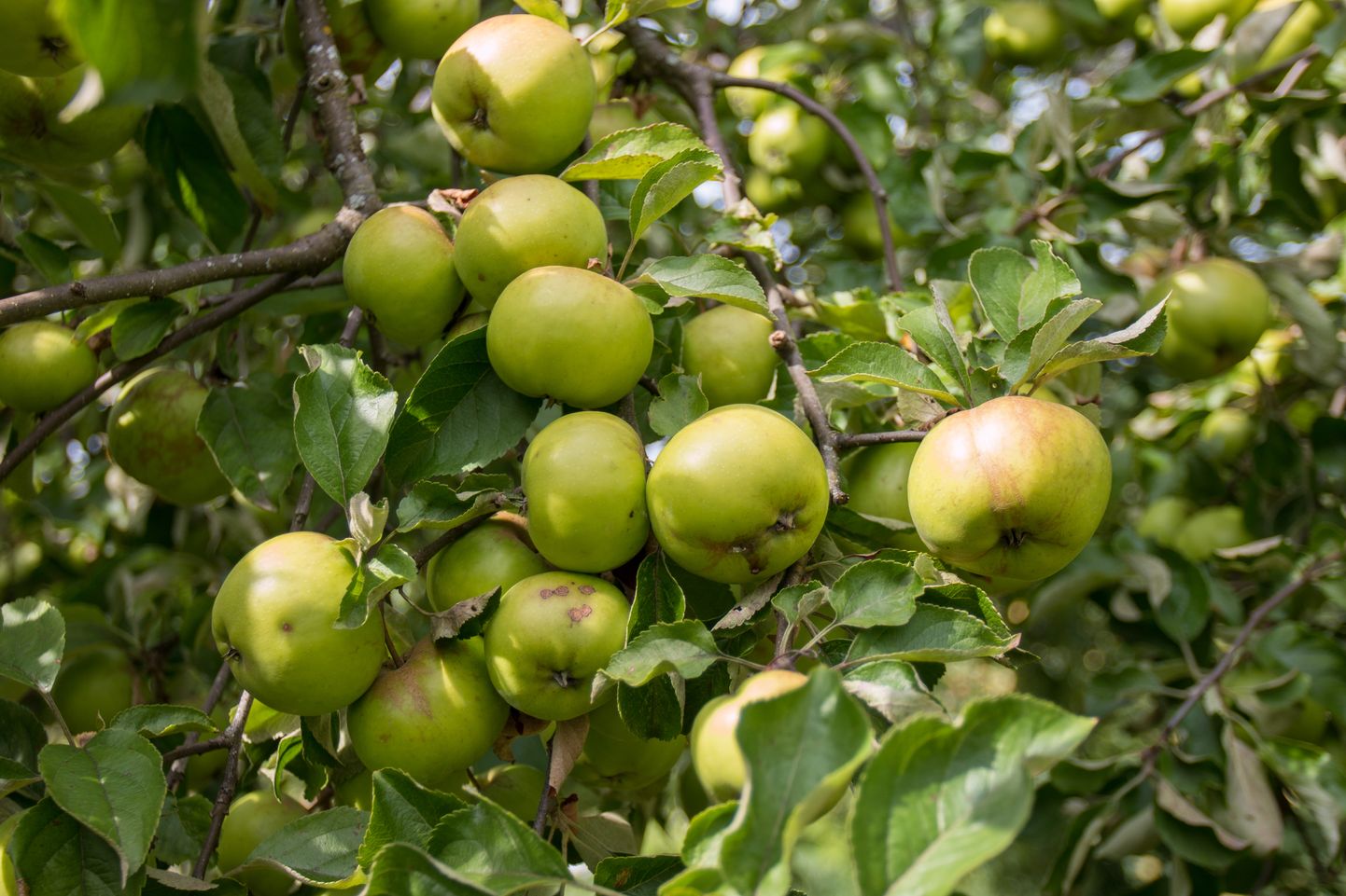 Kui ühel aastal on õunpuu saagi all lookas, siis ei suuda ta korraga kasvatada sama aasta vilju ja järgmise aasta õiepungi ning tuleval aastal suurt saagilootust pole.