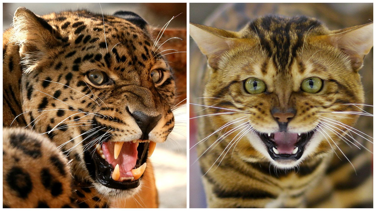 Leopard ja bengali kass.