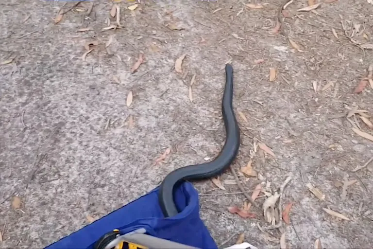 Austraalia mustmadu