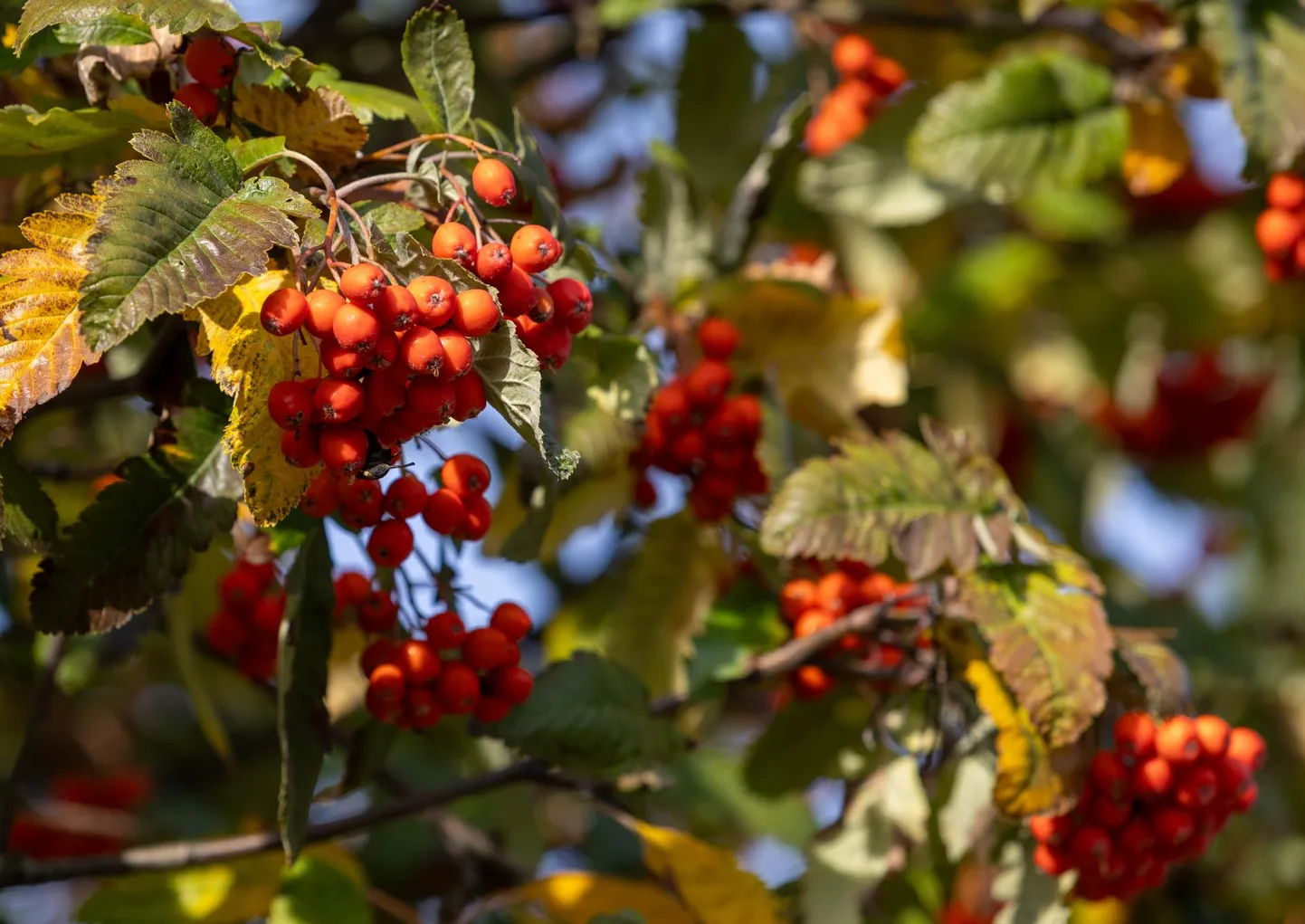 Eelmisel aastal oli kõige soojem kuu august, aga normist kõige kõrgemale kerkis keskmine õhutemperatuur septembris. See pilt on tehtud 29. septembril Viljandis.