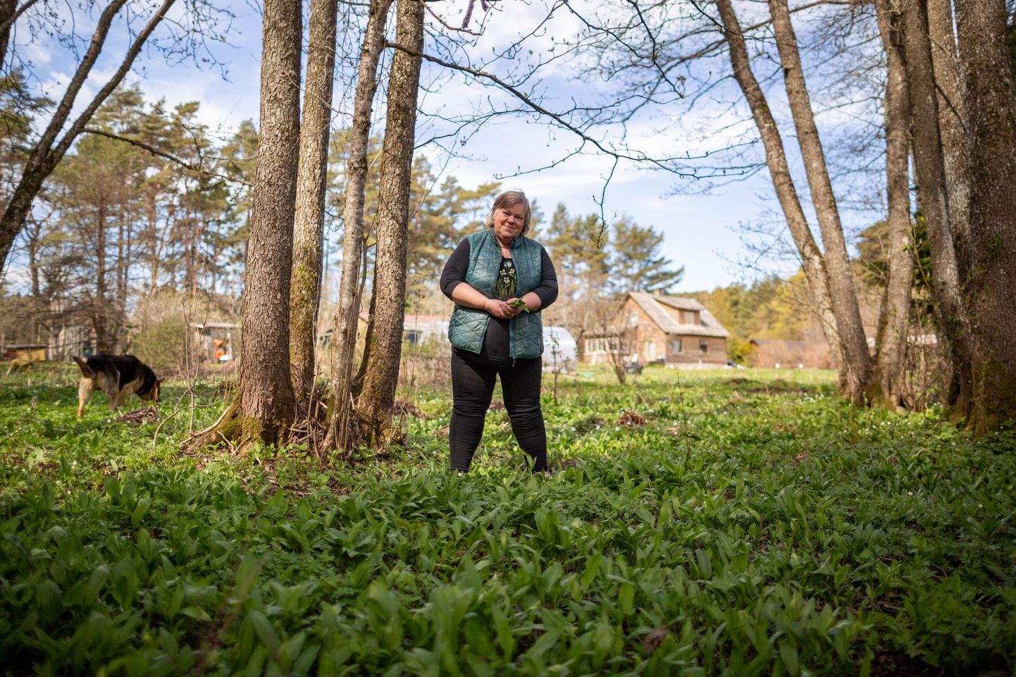 Karulaugukasvataja Katrin Luke kogemuse järgi kasvab karulauk aias ise, kui luua talle samasugused kasvutingimused nagu metsas.