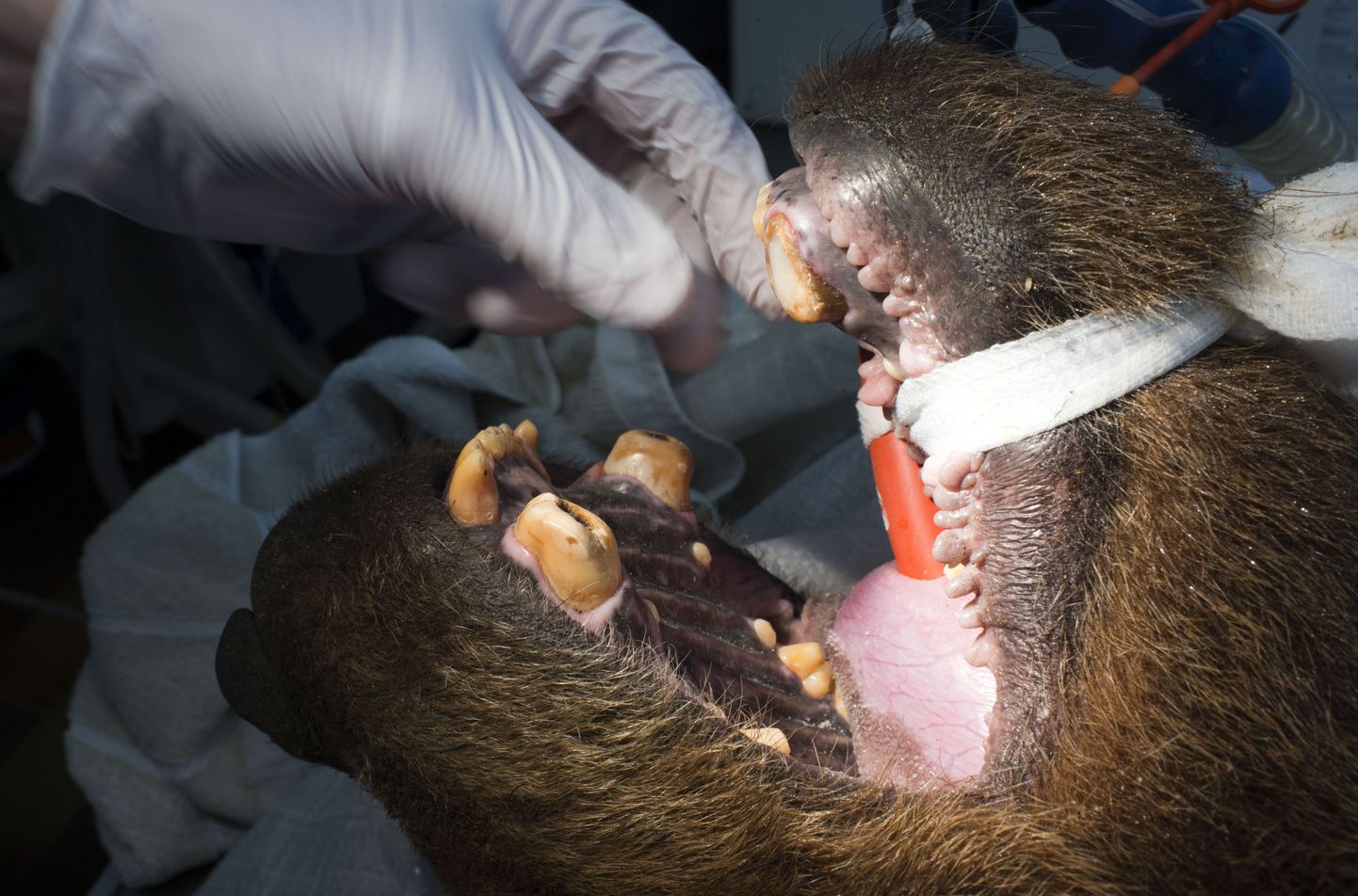 Pruunkaru hambaarsti juures