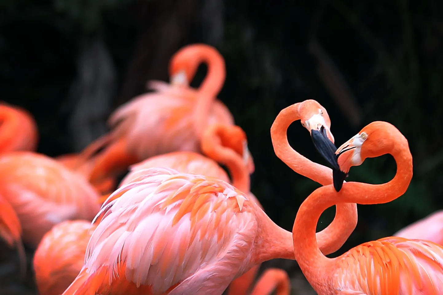 Flamingod