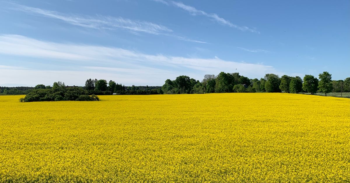 PÄEVAPILT Kuldne rapsipõld