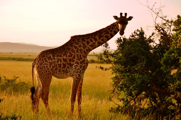 Maasai Maras varahommikul.