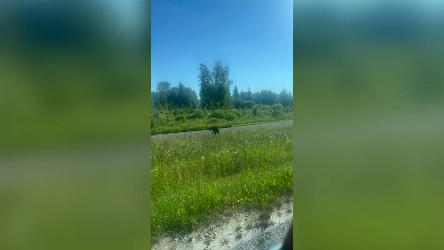 Bussilt löögi saanud karu pages metsa ja võib olla ohtlik.