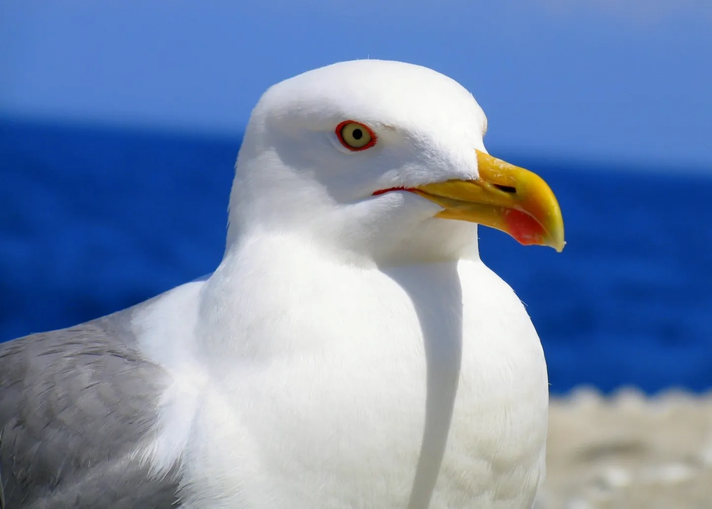 Lõuna-hõbekajakas (Larus michahellis)