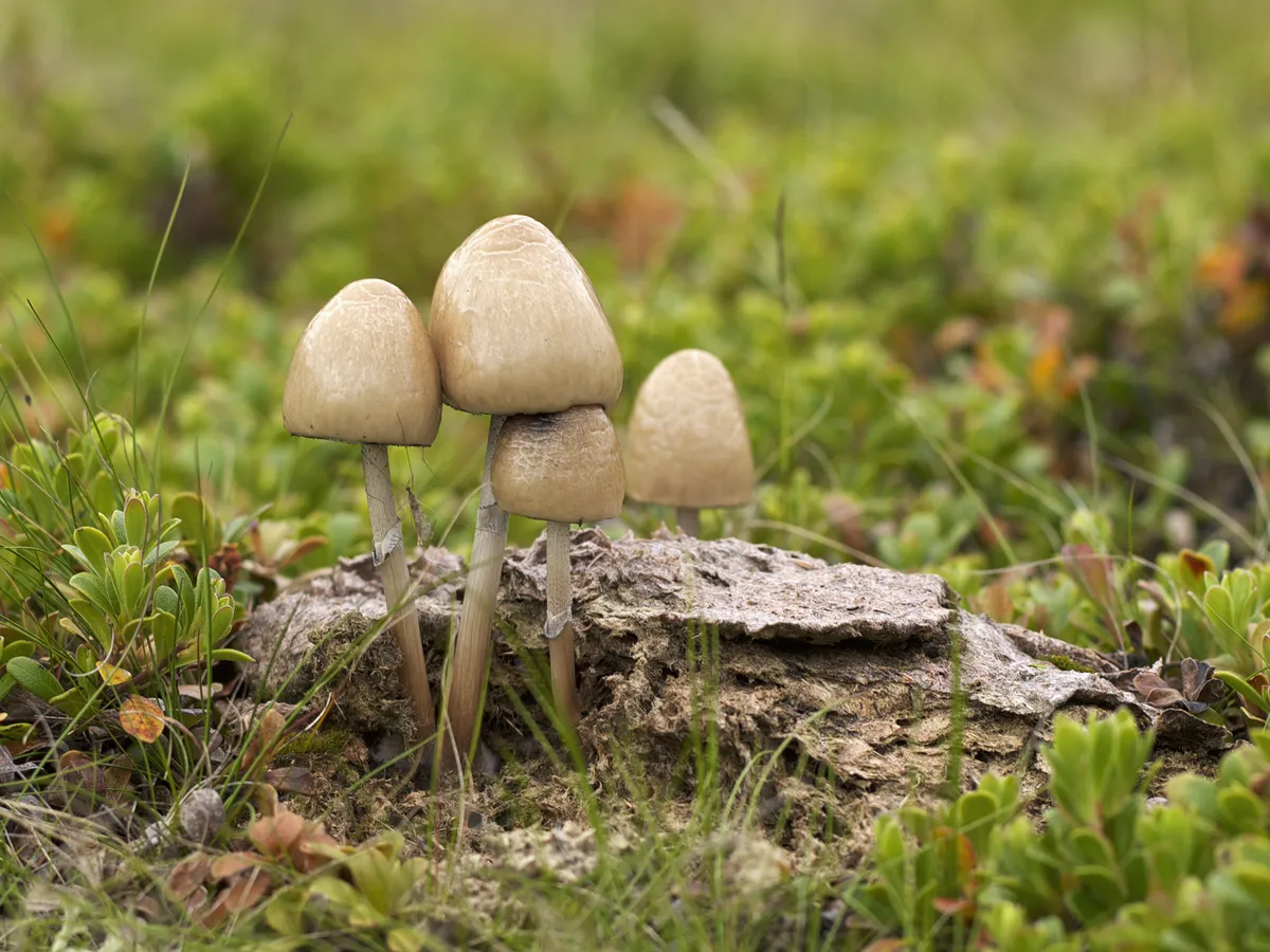 Panaeolus semiovatus ehk harilik sitaseen