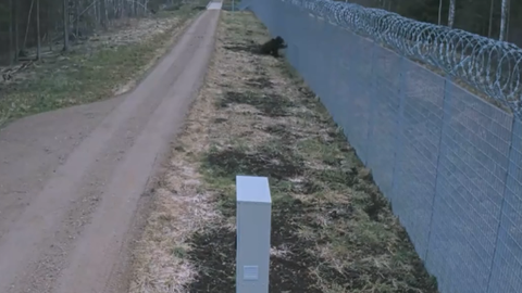 VIDEO ⟩ Robežsargi novērošanas kamerās pamana neparastu viesi