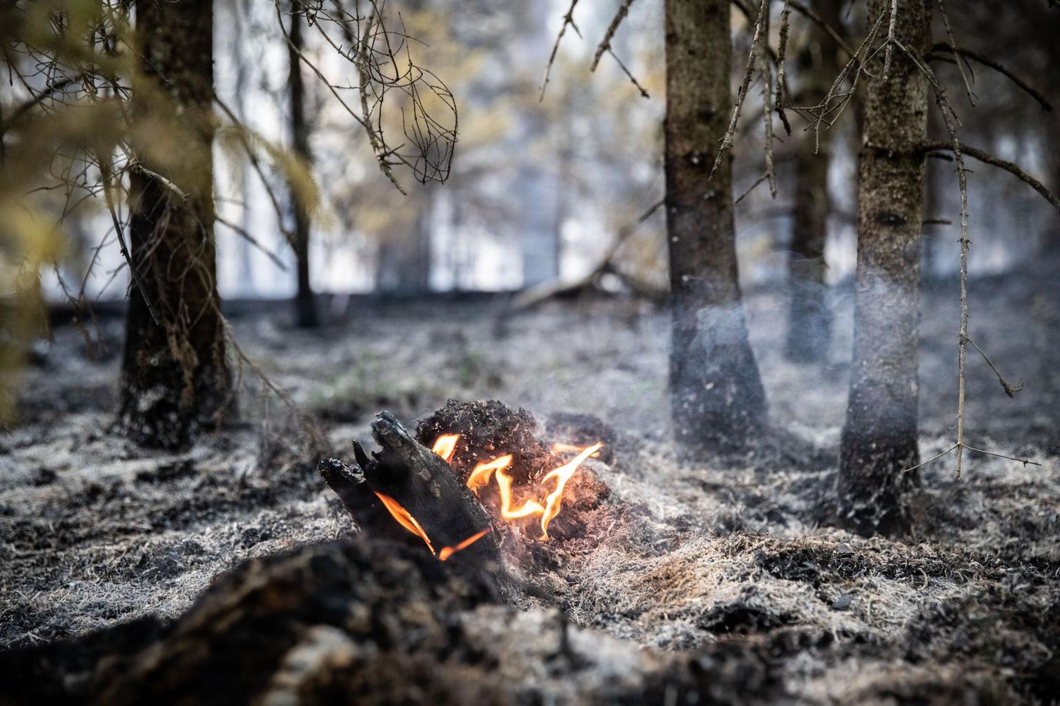 Orajõe külas puhkenud metsapõleng kustutati paari tunniga.