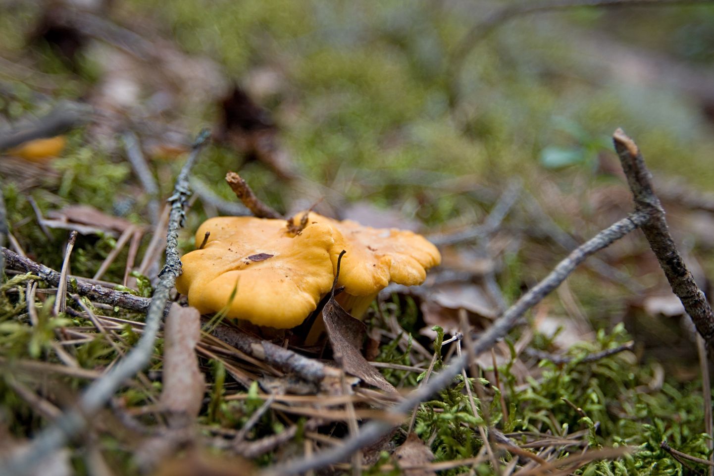 Kukeseenesõpradel pole vähemalt lähinädalatel põhjust seenekorviga metsa minna.