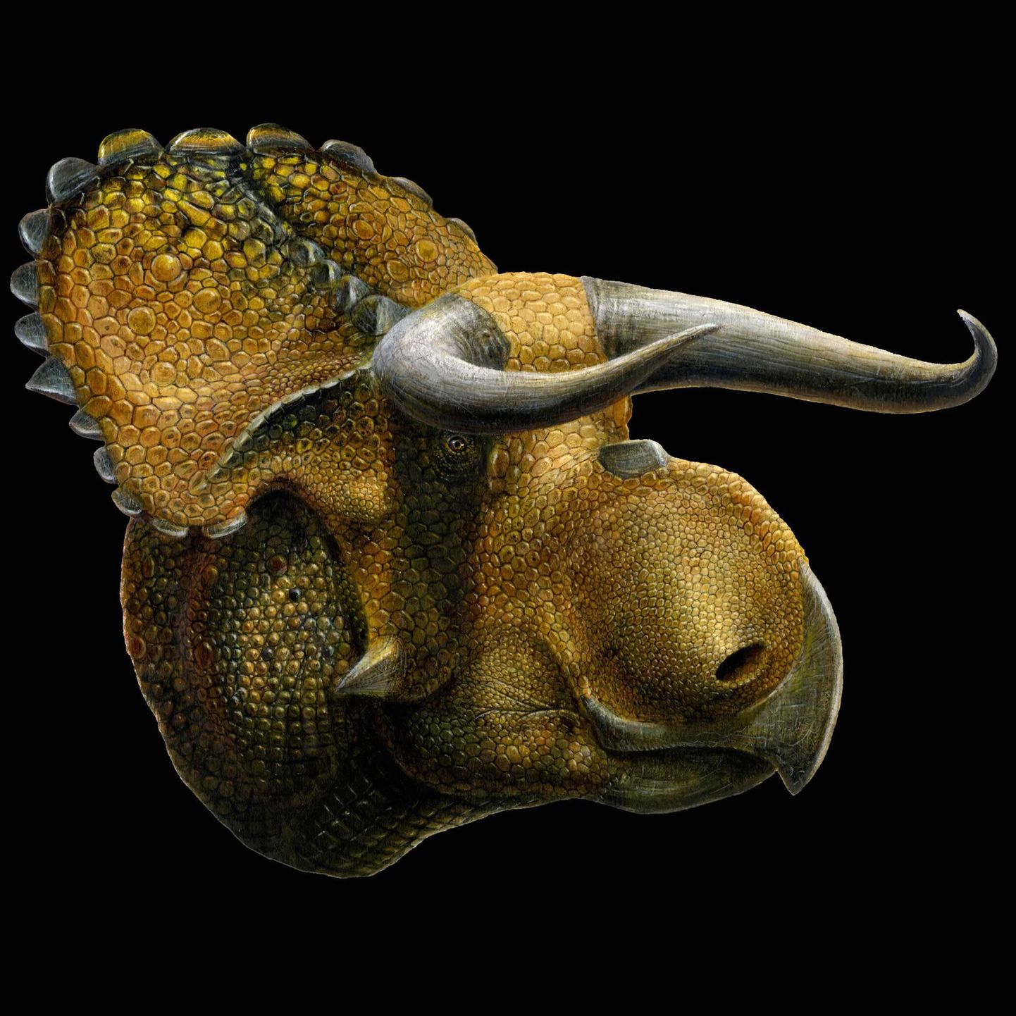 Utah' loodusloomuuseumi kunstniku nägemus nasutoceratops titusi’st.
