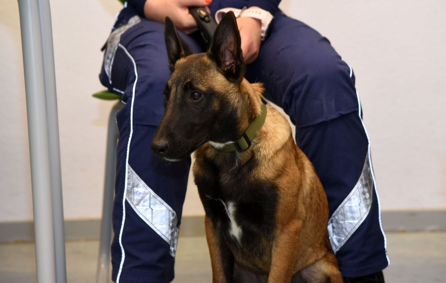 Valsts policijas dienesta suns.