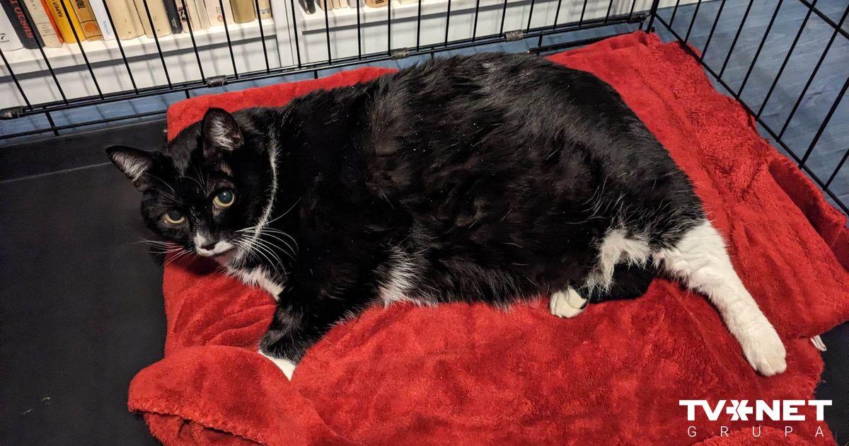 В Эстонии хозяин потребовал усыпить кошку. Причина шокирует