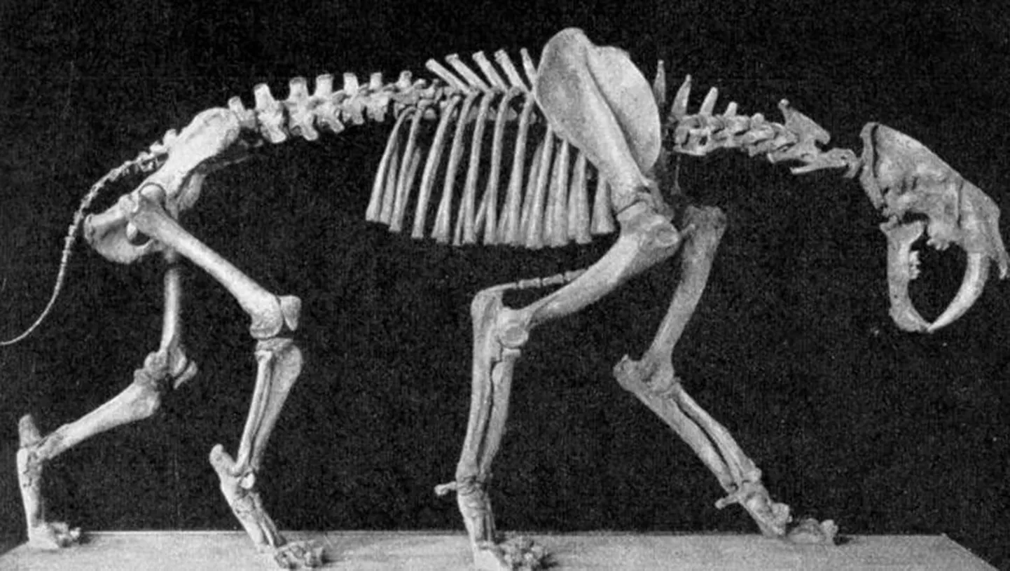 Mõõkhambulise tiigri skelett