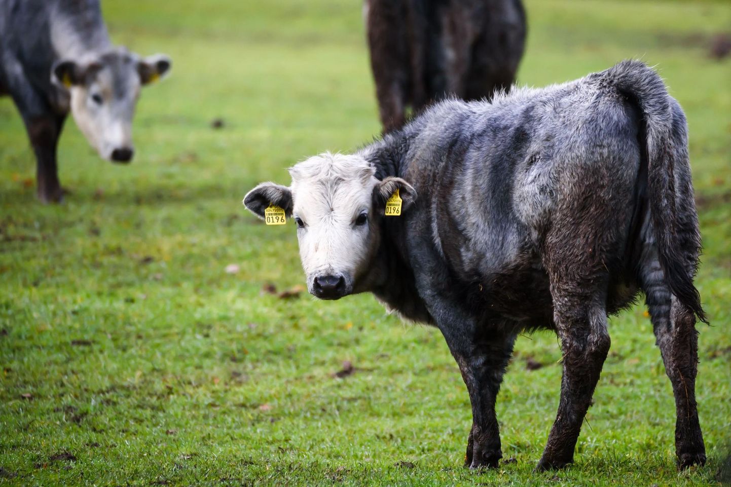 Läti sinise lehma vasikas Riiia loomaaia allasutuses Cīruļi loomapargis Kalvene külas.