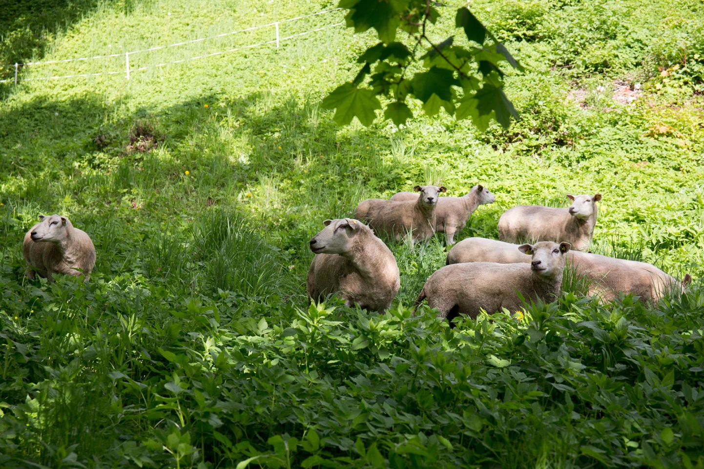 Kui mullu oli lossimägede lambakarjas ligi 30 looma, siis tänavu on plaanis neid tuua poole vähem ja seda ikka seepärast, et neil aedikus toitu jätkuks.