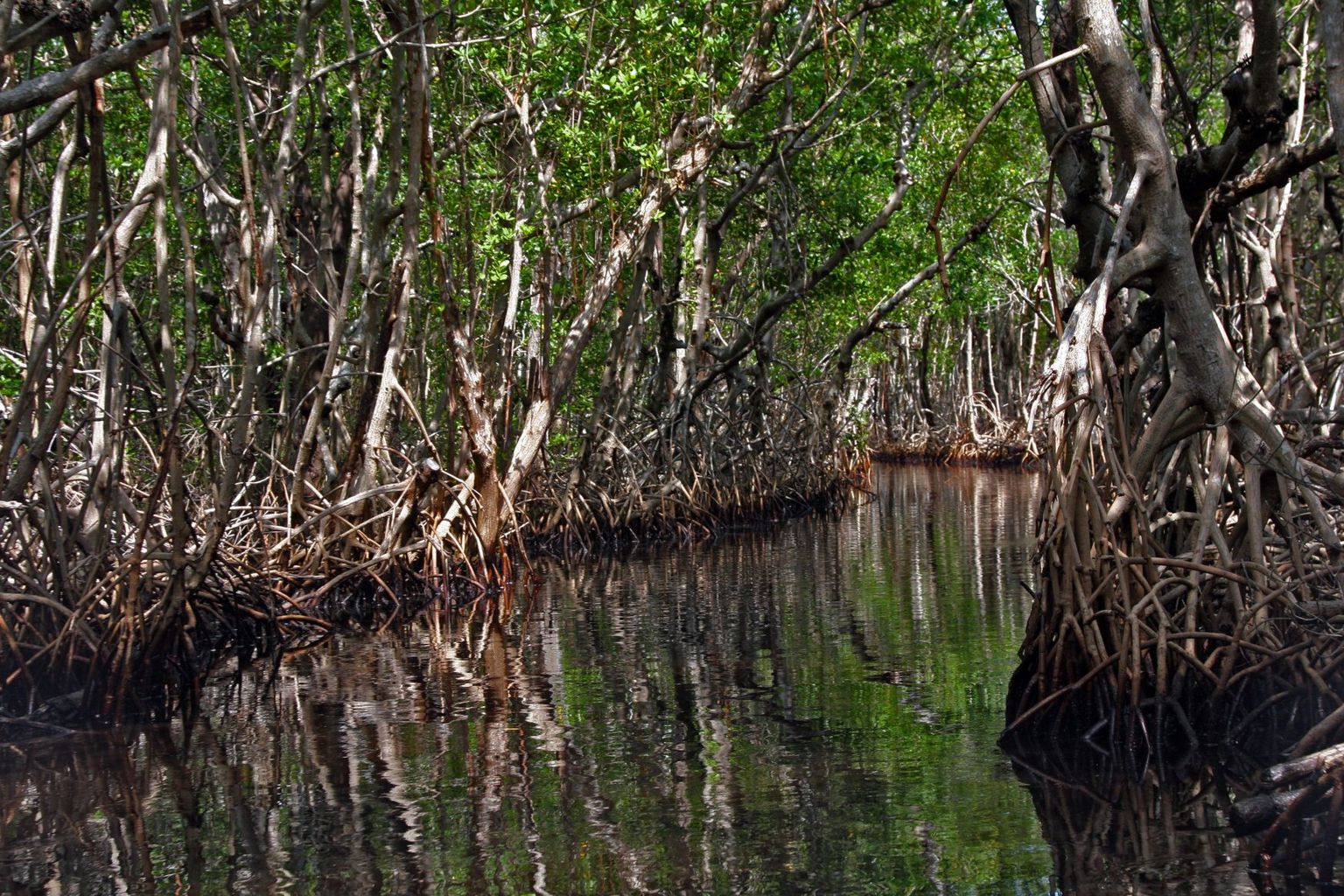Evergladesi rahvuspark