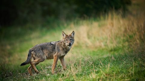 Rare Experience: Woman Encounters Two-Month-Old Wolf Cubs in Pärnumaa