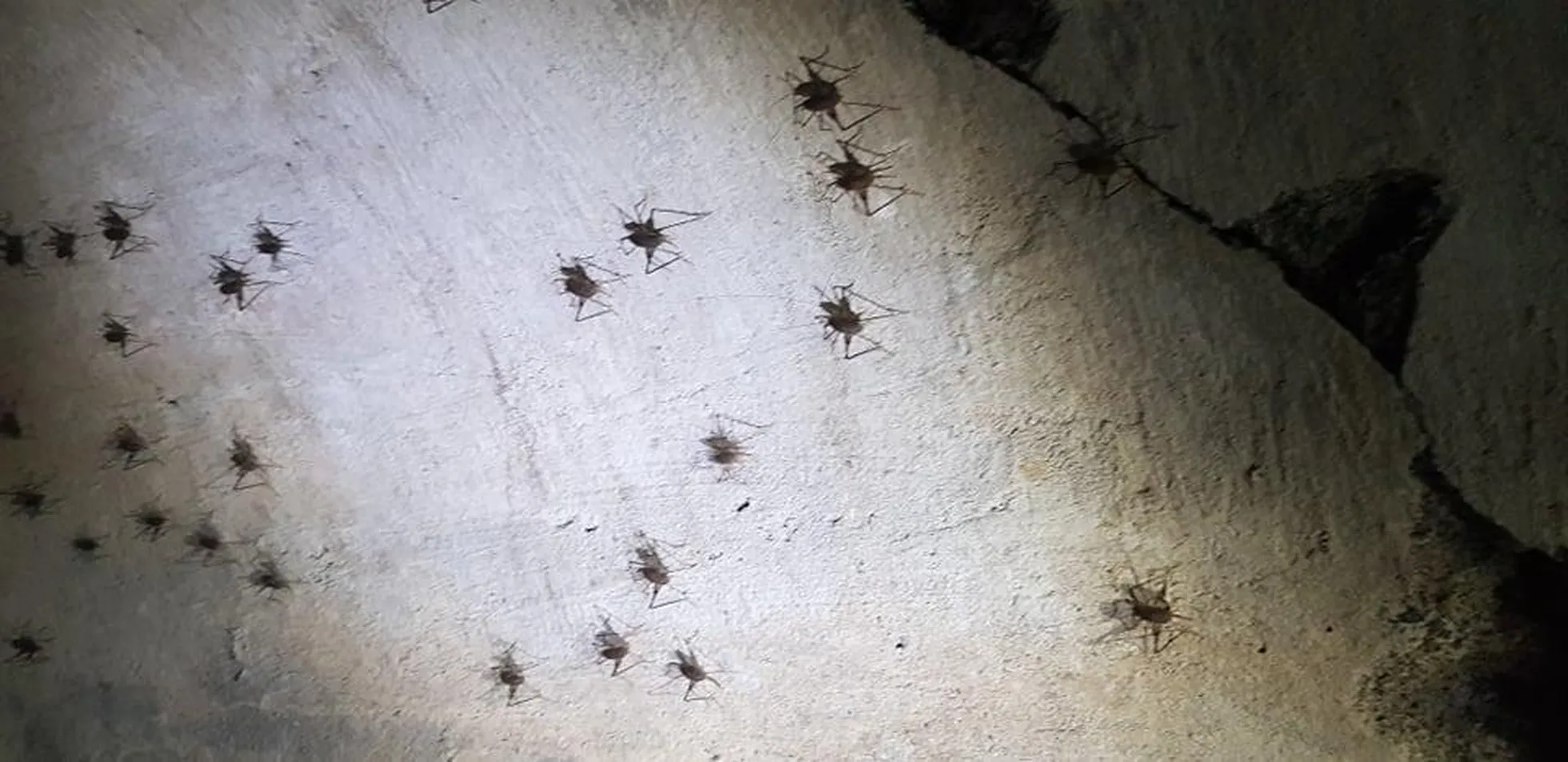 Tunnelite laed olid kaetud tirtse meenutavate putukatega, kellele valgus üldse ei meeldinud.