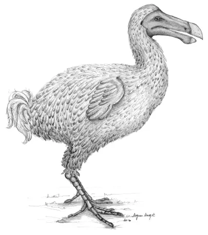 Dodo