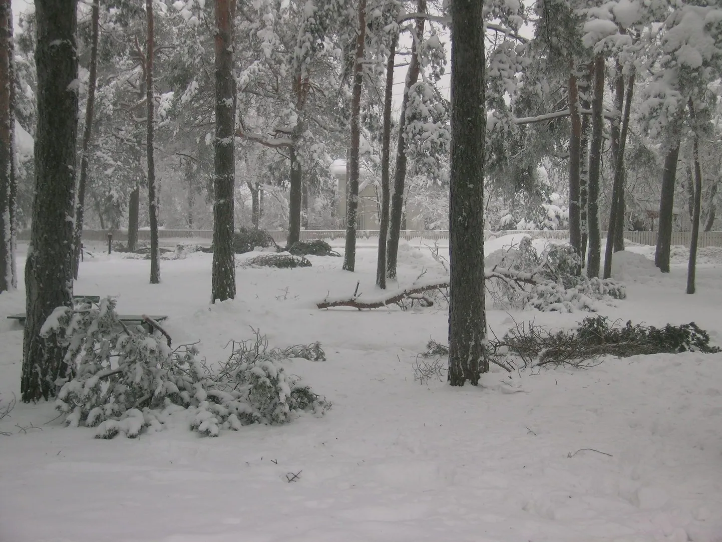 Lume raskuse alla muudunud puude oksad Nõmmel