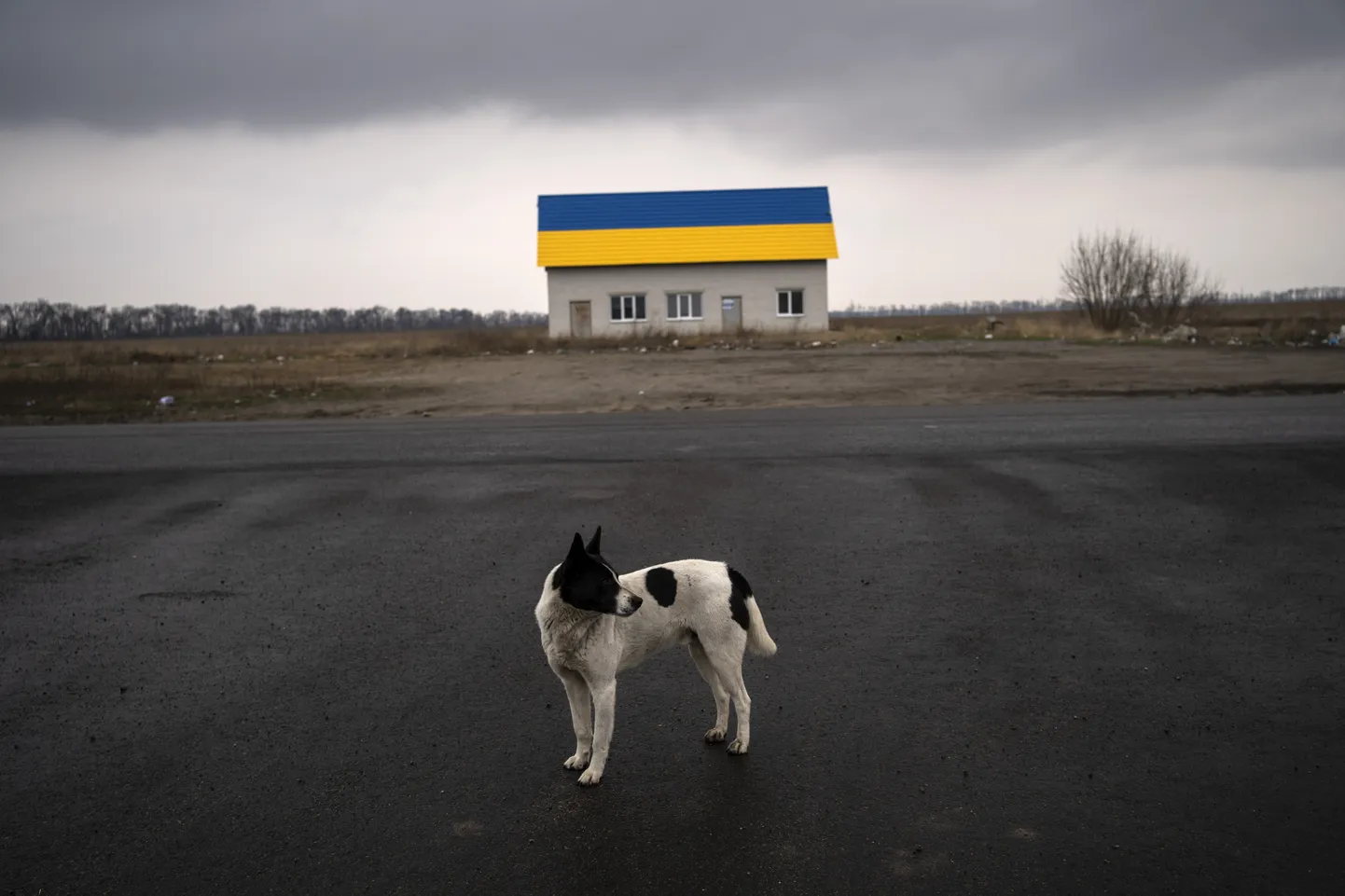 Koer Kiievi lähistel 30. märtsil. Taustal maja katus Ukraina värvides.