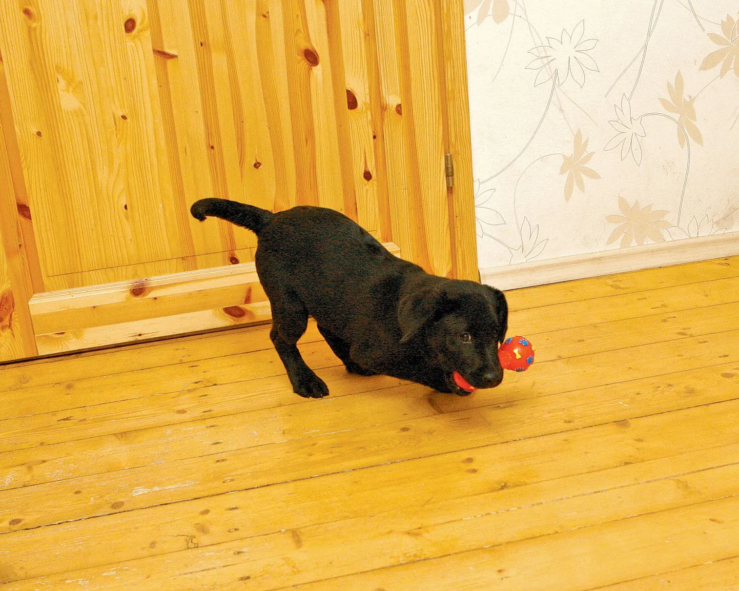 Kolmekuune juhtkoerahakatis Moundhill’s Lonely Rose eile: kaal 7,2 kilo, turja kõrgus 38 sentimeetrit ja vasak esikäpp 6 sentimeetrit.