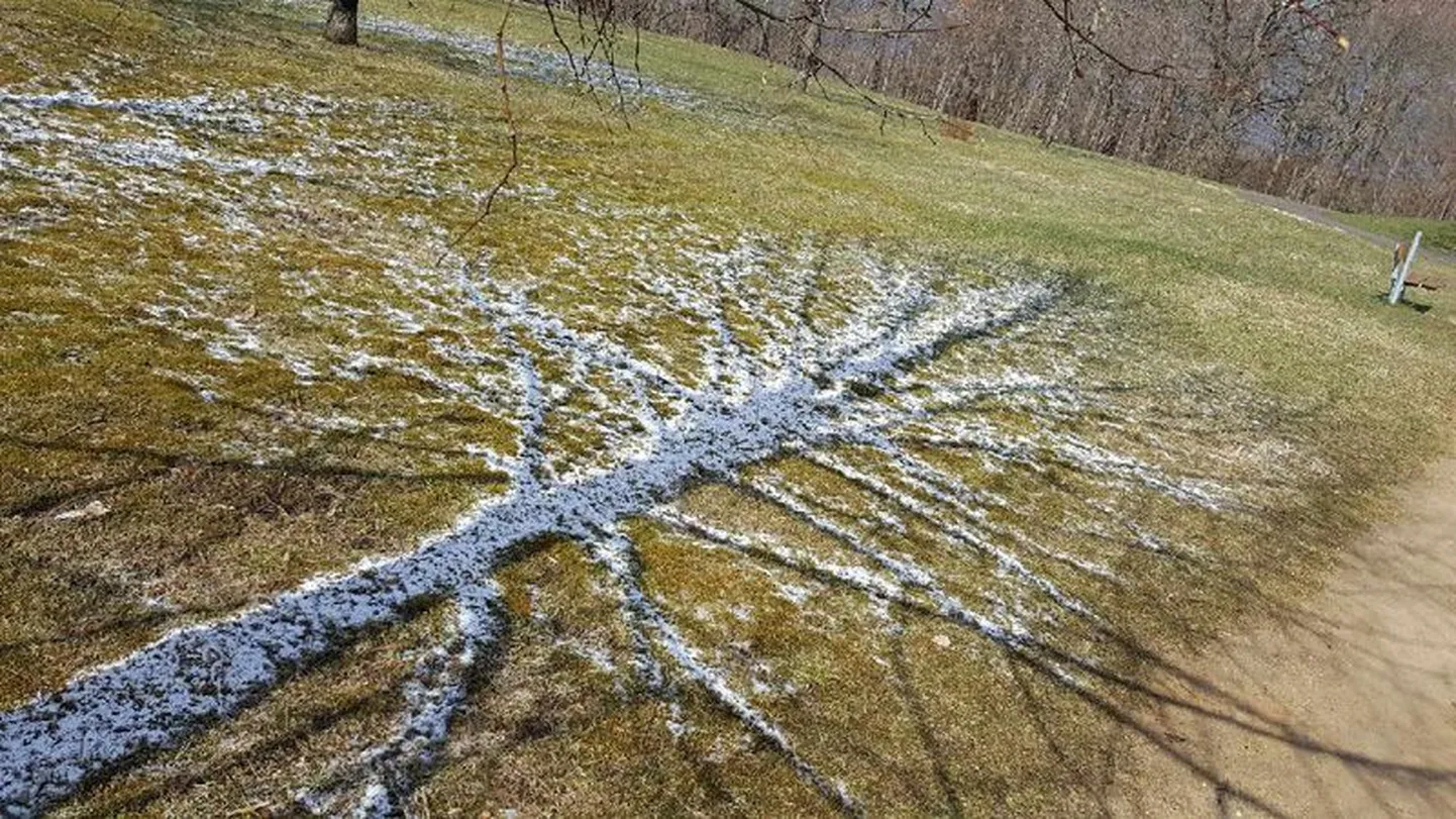 Neljapäeva hommikul avanes Rakvere tammikus imeline vaatepilt: lumi sulas silmanähtavalt puu varju ümbert.