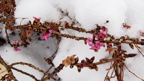 Фотоновость: в Эстонии под Новый год расцвела Волчья ягода