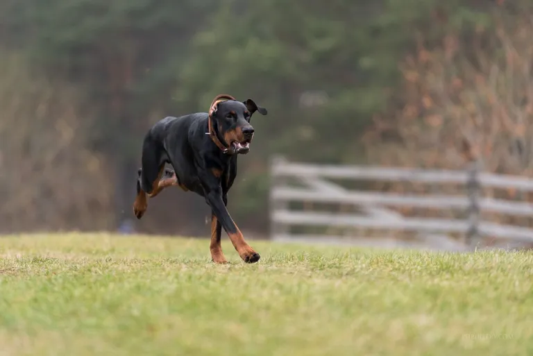 Dobermann vajab liikumist ja ajutööd. Foto: Peeter Rasta